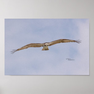 Osprey Bird Flying Poster