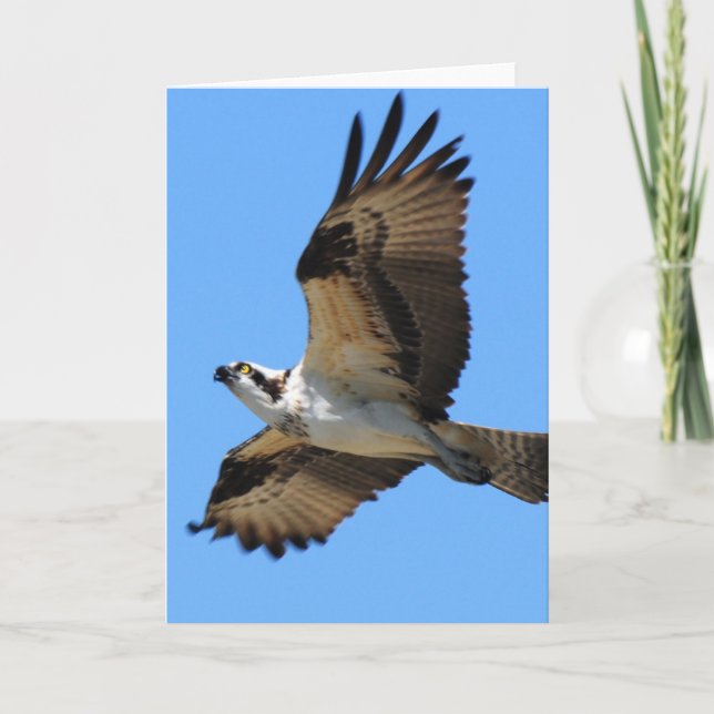 Osprey Bird Greeting Card (Front)