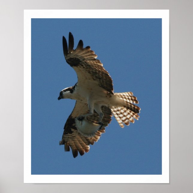 Osprey Bird & Halibut Fish Print (Front)