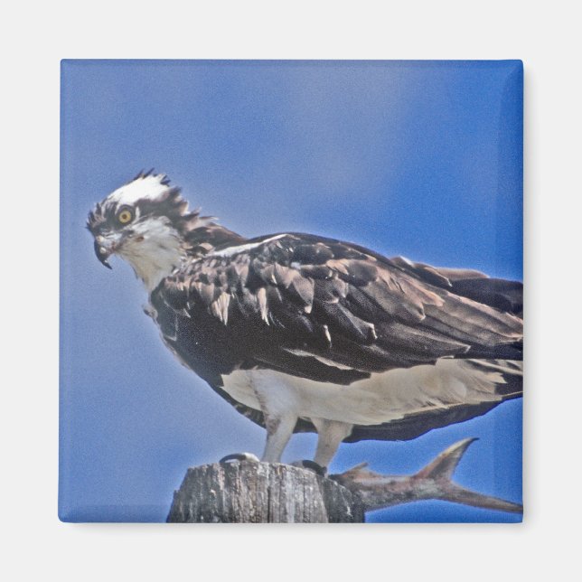 Osprey Bird Magnet (Front)