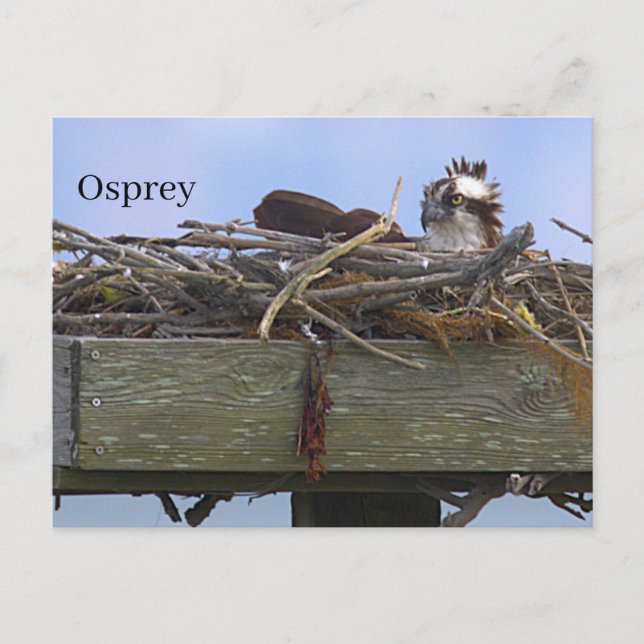 Osprey Bird Nest Postcard (Front)