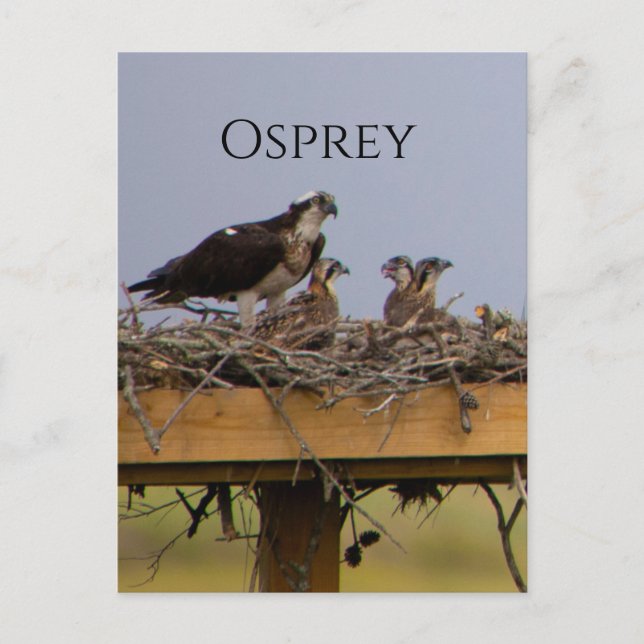Osprey Bird Nest Postcard (Front)