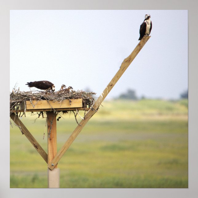 Osprey Bird Nest Poster (Front)