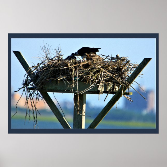 Osprey Bird Nest Poster (Front)