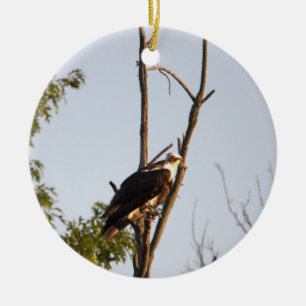 Osprey Bird Ornament 
