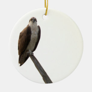 Osprey Bird Ornament 