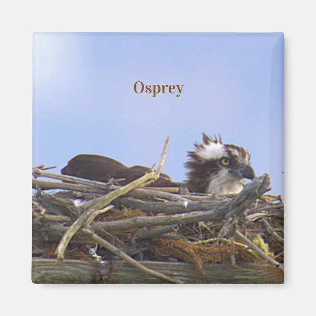 Osprey Bird Photo Magnet (Front)