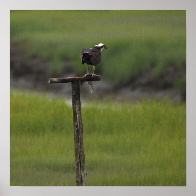 Osprey Bird Photo Poster (Front)