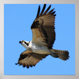 Osprey Bird Poster
