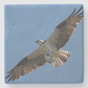 Osprey Bird Wildlife Fish Animal Stone Coaster