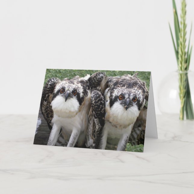Osprey Brothers Card (Front)