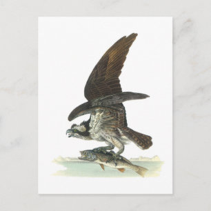 Osprey by Audubon Postcard