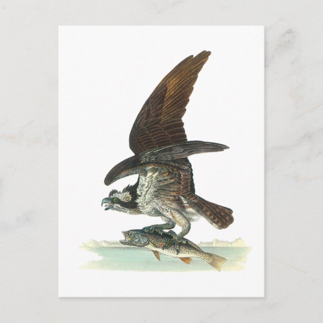 Osprey by Audubon Postcard (Front)