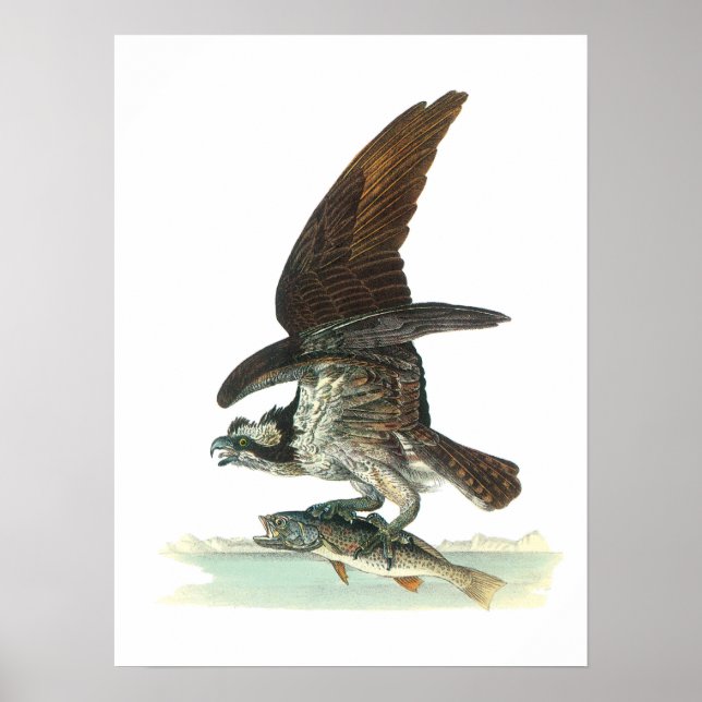 Osprey by Audubon Poster (Front)