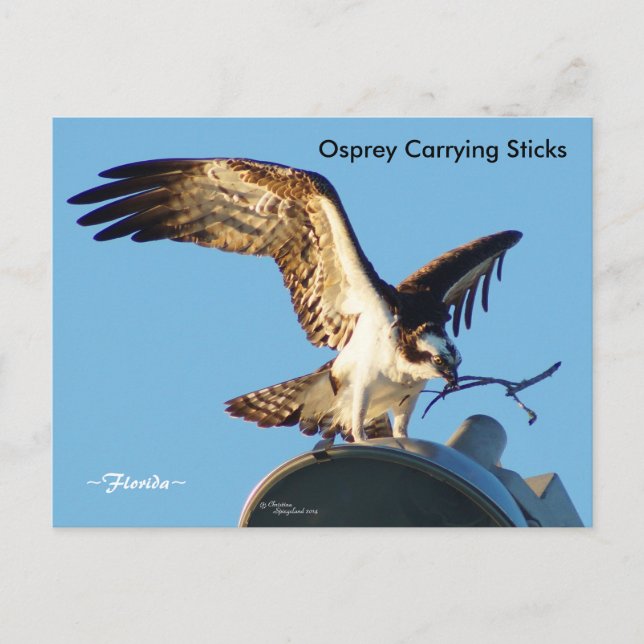 Osprey carrying sticks Postcard (Front)