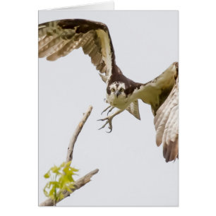 Osprey Coming At You