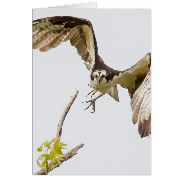 Osprey Coming At You (Front)