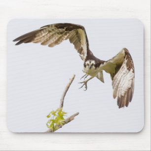 Osprey Coming At You Mouse Pad