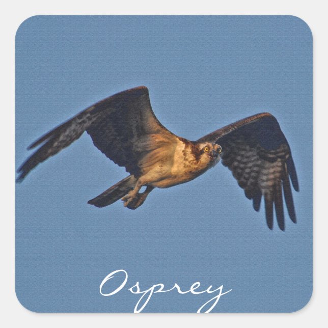 Osprey Fish Eagle Flying at Sunset Square Sticker (Front)