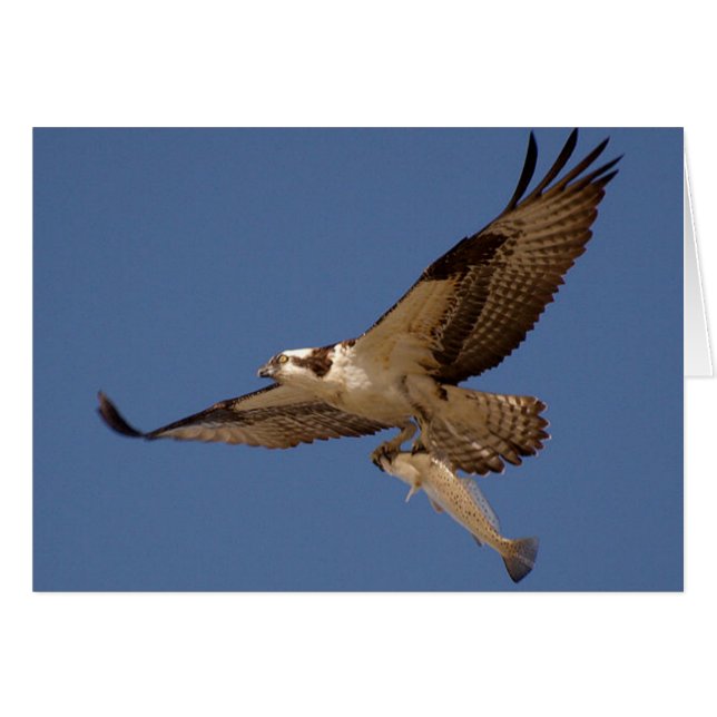 Osprey Fisher (Front Horizontal)