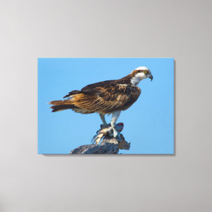 Osprey, Florida Canvas Print