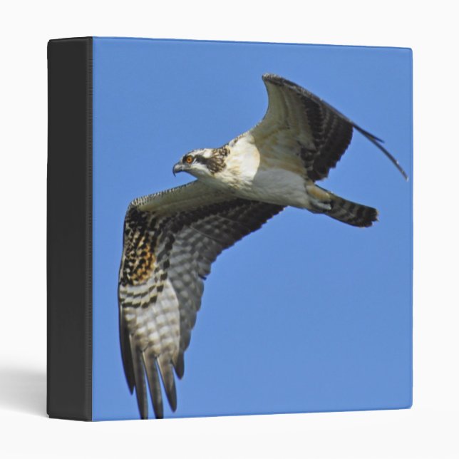 Osprey Flying Binder (Front/Spine)