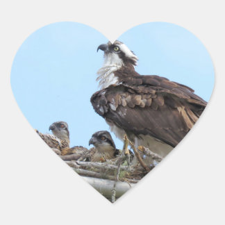 Osprey Hawk mère et bébés Stickers