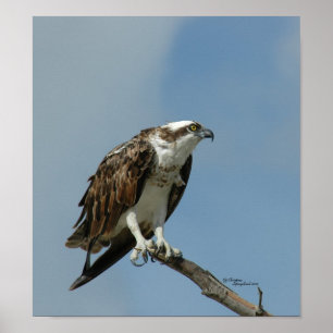 Osprey hawk Poster