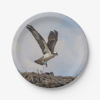 Osprey in a nest paper plate