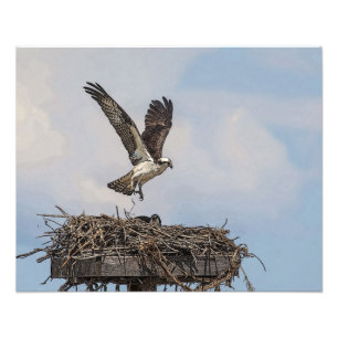 Osprey in a nest photo print