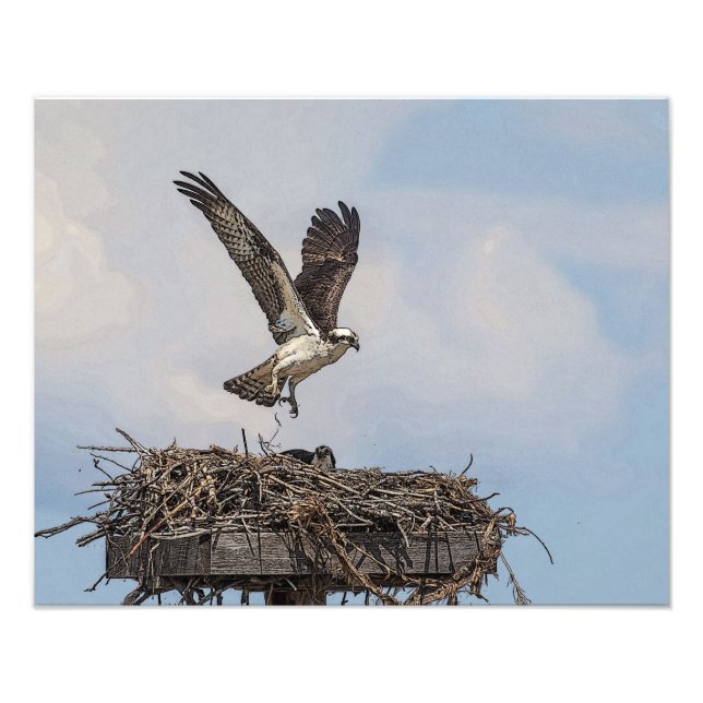 Osprey in a nest photo print (Front)