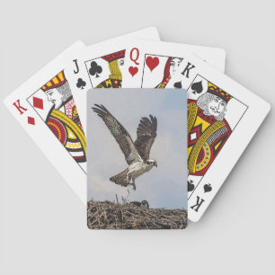 Osprey in a nest playing cards