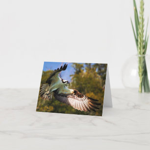 Osprey in flight card