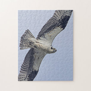 Osprey in flight jigsaw puzzle