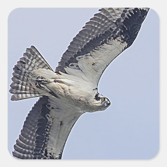 Osprey in flight square sticker (Front)