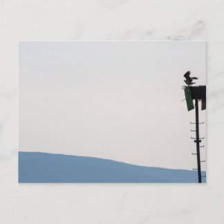 Osprey in Front of Mount Desert Island, Maine Postcard