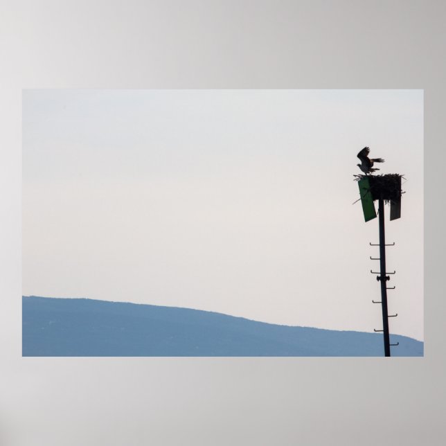Osprey in Front of Mount Desert Island, Maine Poster (Front)