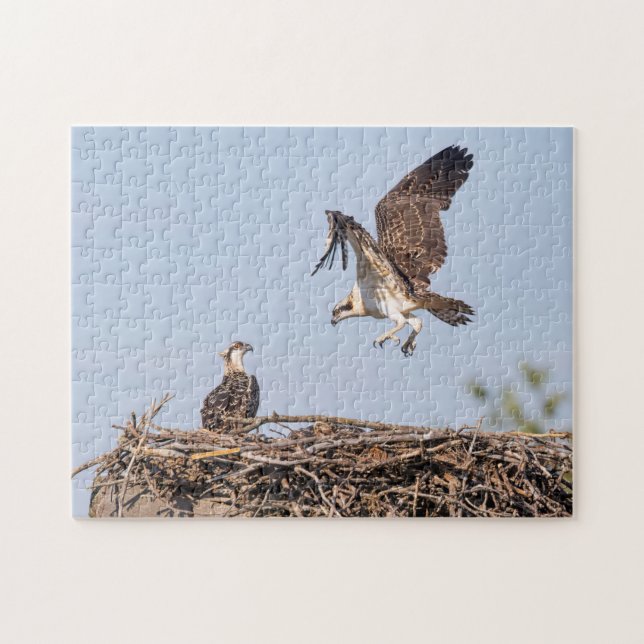 Osprey in the nest jigsaw puzzle (Horizontal)