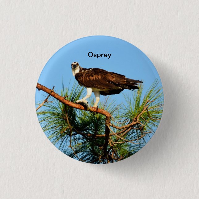 Osprey in the wild 1 inch round button (Front)
