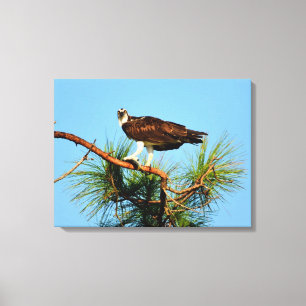 Osprey in the wild canvas print