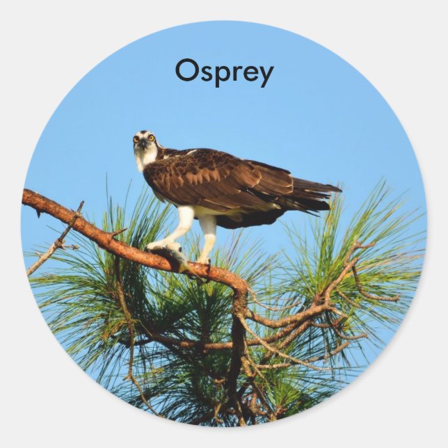 Osprey in the Wild Classic Round Sticker (Front)