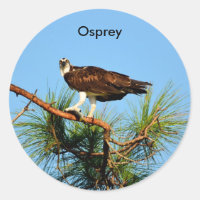 Osprey in the Wild
