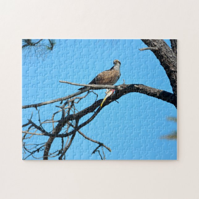 Osprey in the wild jigsaw puzzle (Horizontal)