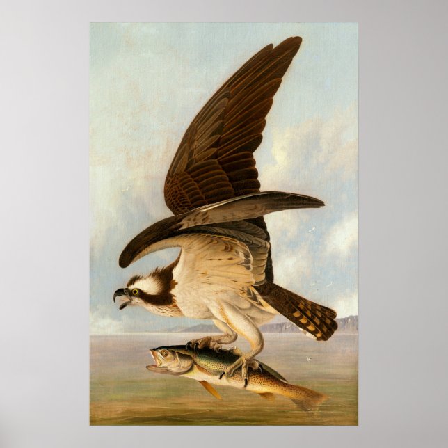 Osprey - John James Audubon Poster d'art (Devant)