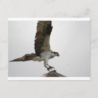 Osprey Landing Postcard
