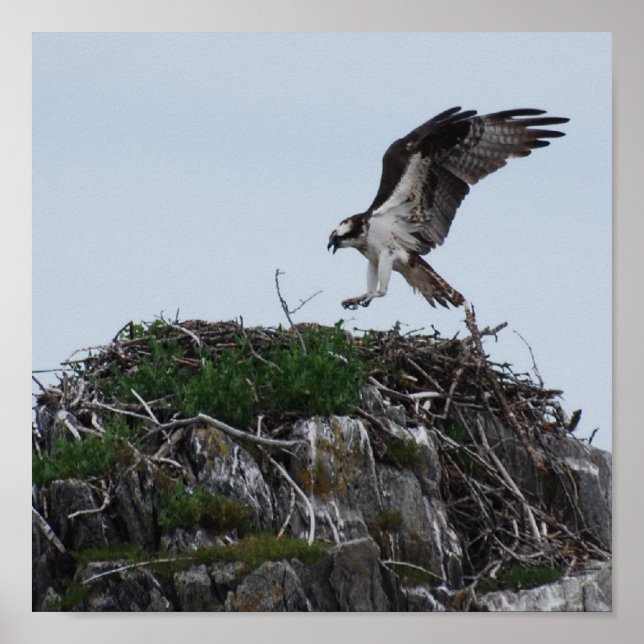 Osprey Landing Poster (Front)