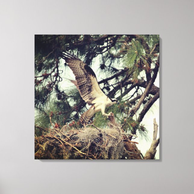 Osprey Landing Stretched Canvas Print (Front)