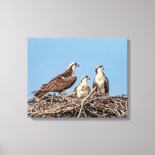 Osprey mom with her kids canvas print (Front)