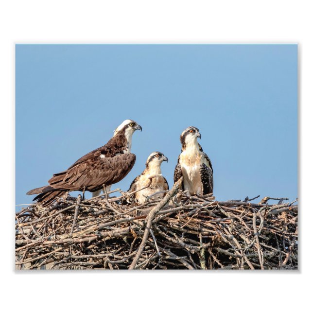 Osprey mom with her kids photo print (Front)