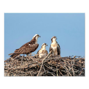 Osprey mom with her kids photo print